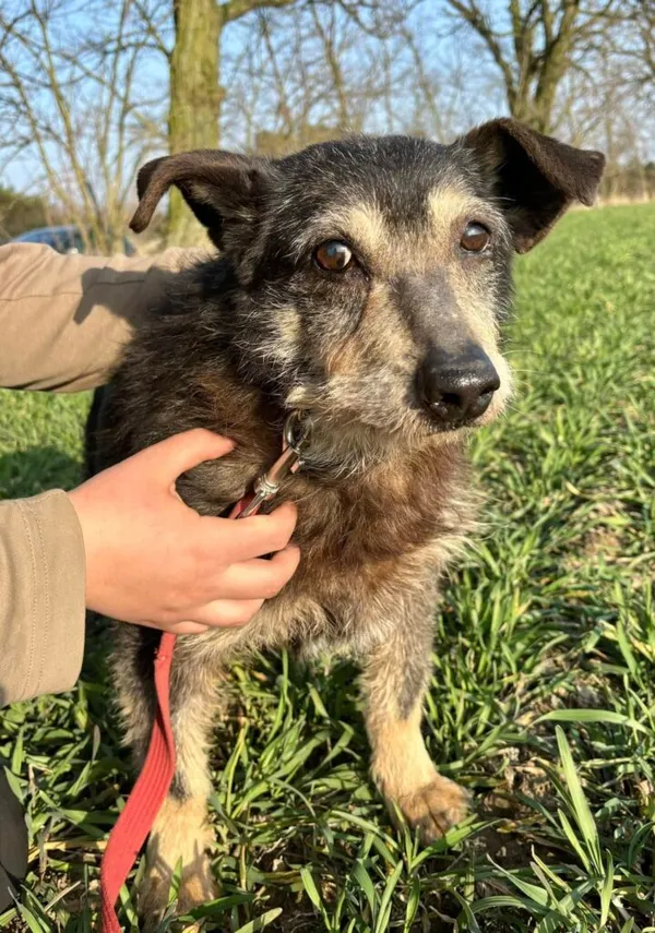 Pies do adopcji, Przyborówko, 10 marca 2025 (1/3)