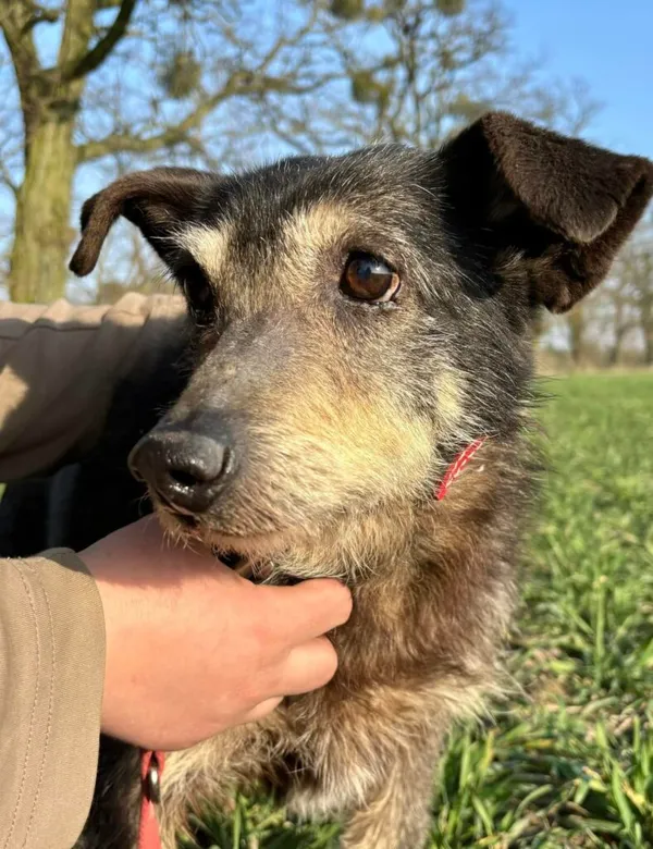 Pies do adopcji, Przyborówko, 10 marca 2025 (3/3)