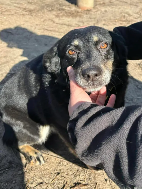 Pies do adopcji, Przyborówko, 10 marca 2025 (1/3)