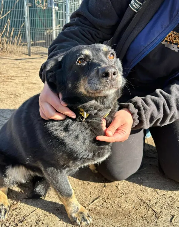 Pies do adopcji, Przyborówko, 10 marca 2025 (2/3)