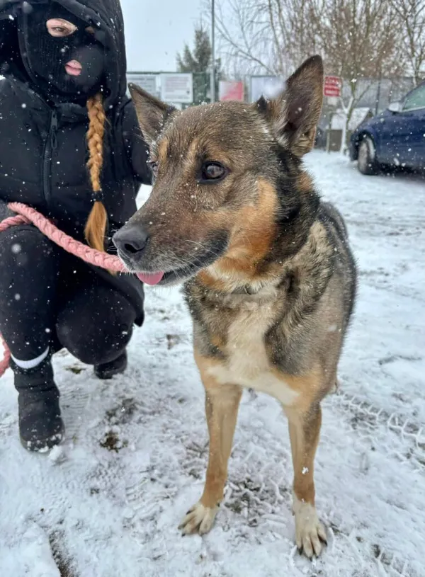 Pies do adopcji, Przyborówko, 10 marca 2025 (3/3)