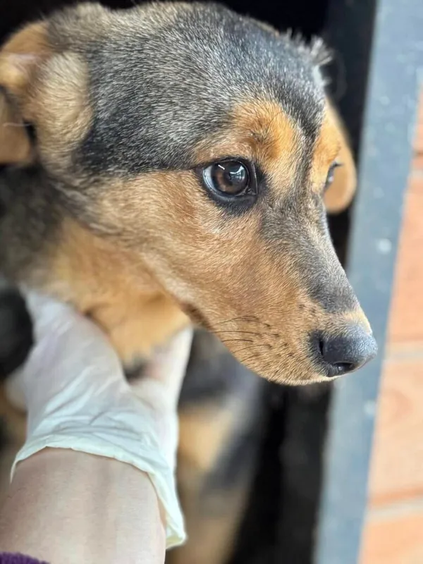 Pies do adopcji, Przyborówko, 10 marca 2025 (1/3)