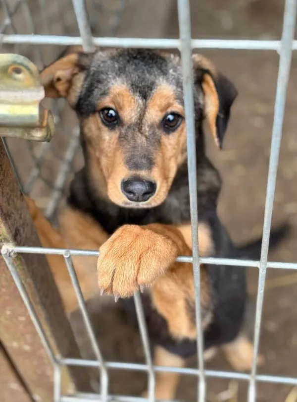 Pies do adopcji, Przyborówko, 10 marca 2025 (2/3)