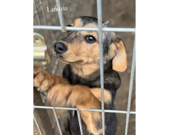 Pies do adopcji, Przyborówko, 10 marca 2025 (3/3)