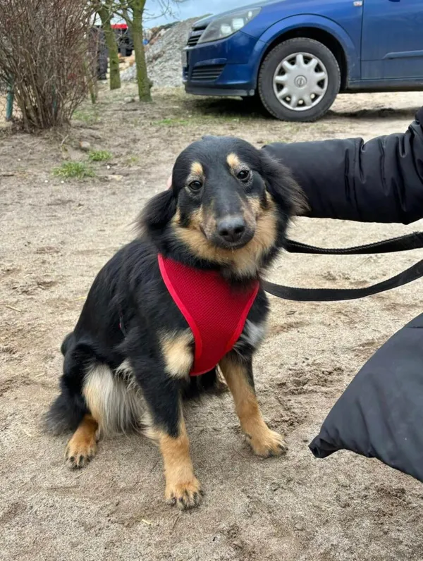 Pies do adopcji, Przyborówko, 10 marca 2025 (1/3)