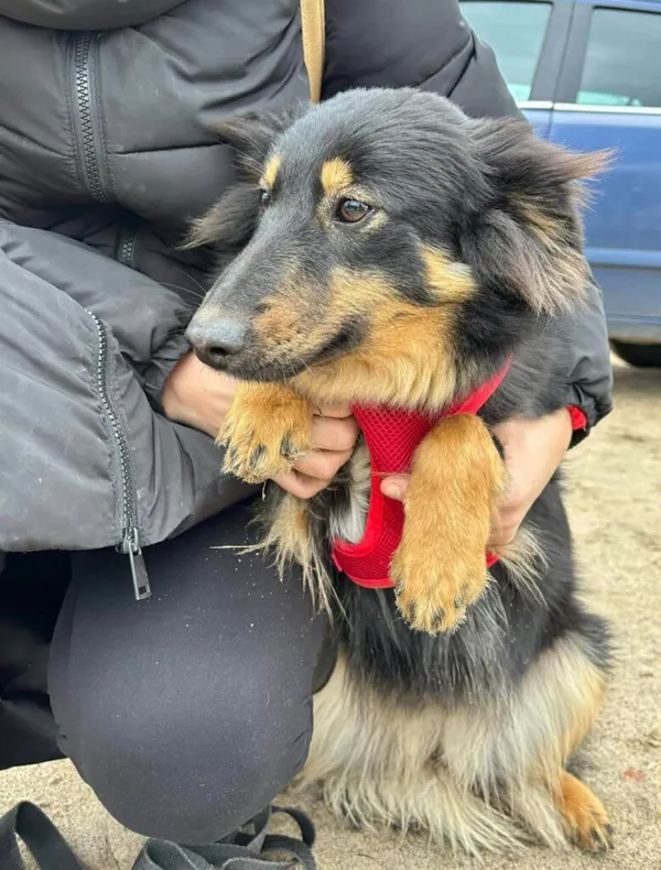 Pies do adopcji, Przyborówko, 10 marca 2025 (2/3)