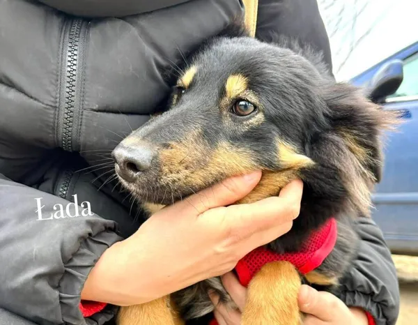 Pies do adopcji, Przyborówko, 10 marca 2025 (3/3)