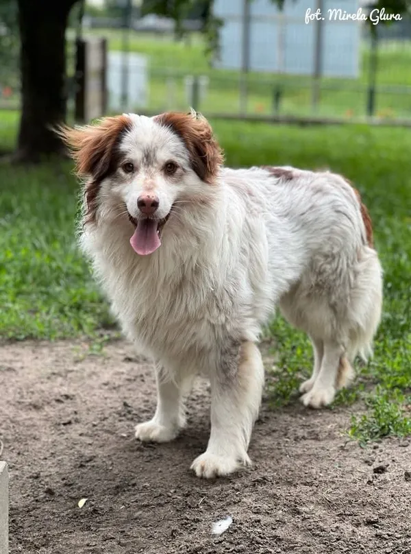 Pies do adopcji, Bydgoszcz, 6 lipca 2025 (2/5)