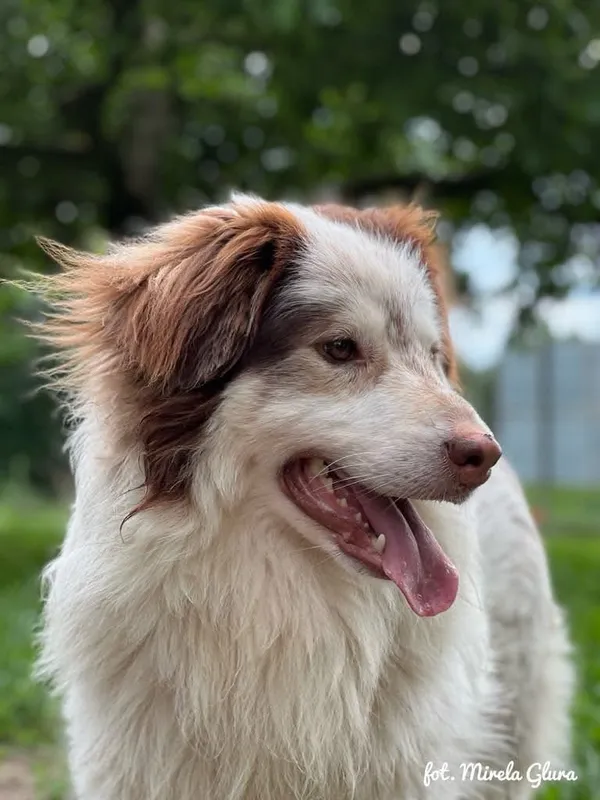Pies do adopcji, Bydgoszcz, 6 lipca 2025 (3/5)