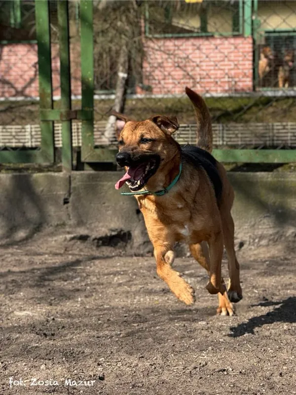 Pies do adopcji, Bydgoszcz, 7 października 2024 (1/5)