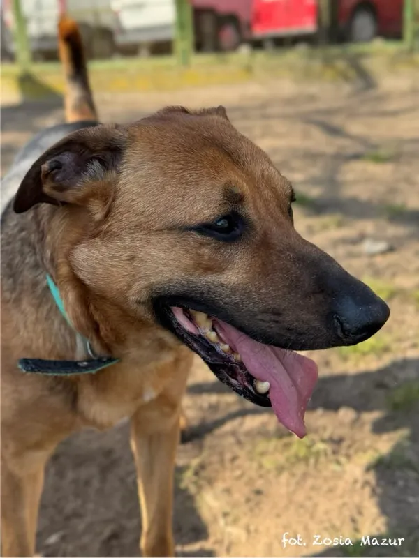 Pies do adopcji, Bydgoszcz, 7 października 2024 (4/5)
