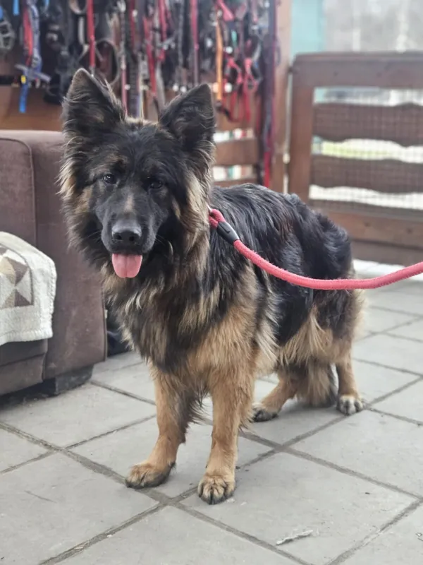 Pies do adopcji, Zgierz, 10 marca 2025 (1/3)