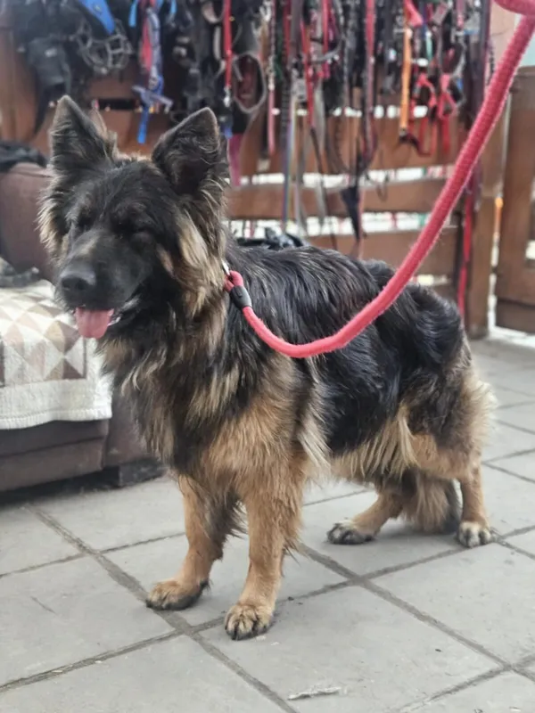 Pies do adopcji, Zgierz, 10 marca 2025 (2/3)