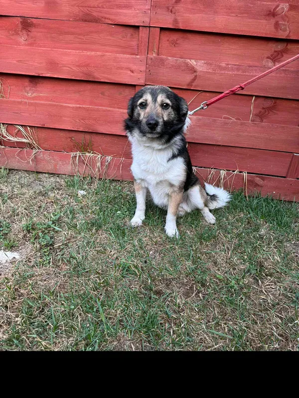 Znaleziono psa, Czartki, 11 marca 2025