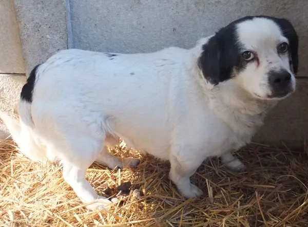 Znaleziono psa, Nowa Krępa, 28 lutego 2025