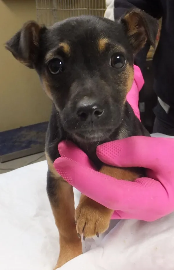 Znaleziono psa, Nowa Krępa, 27 lutego 2025