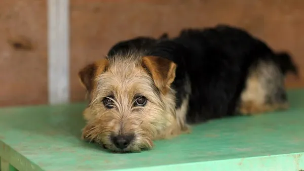 Pies do adopcji, Elbląg, 11 marca 2025 (1/3)