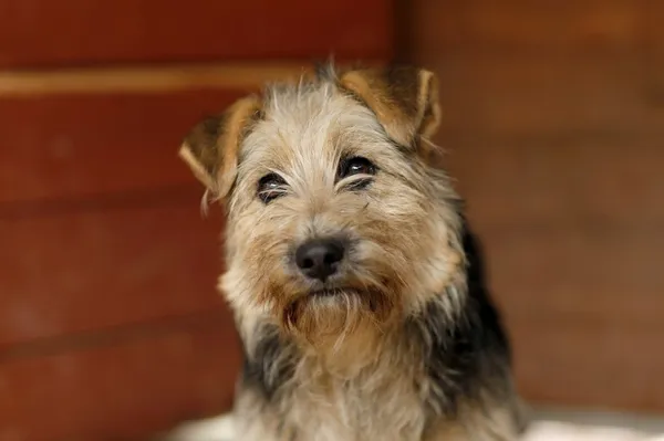 Pies do adopcji, Elbląg, 11 marca 2025 (2/3)