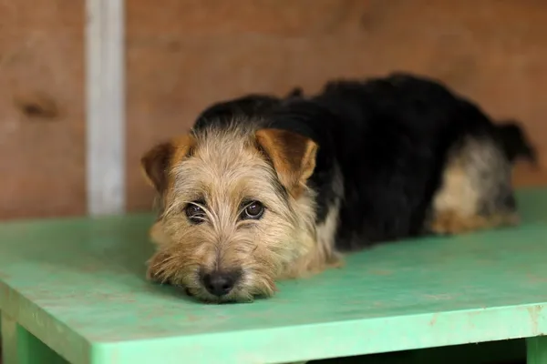 Pies do adopcji, Elbląg, 11 marca 2025 (3/3)