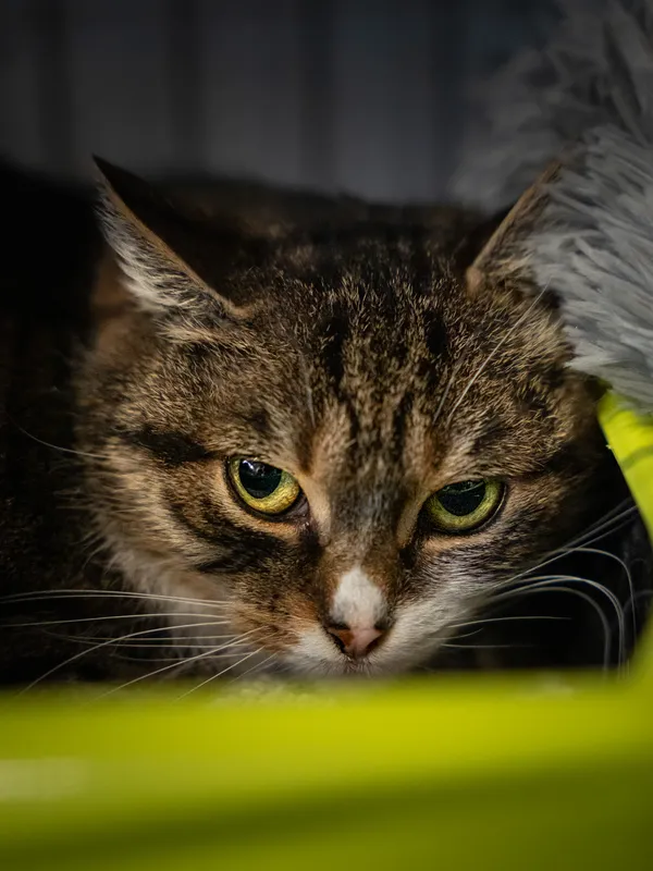 Znaleziono kota, Sosnowiec, 15 lutego 2025 (1/5)