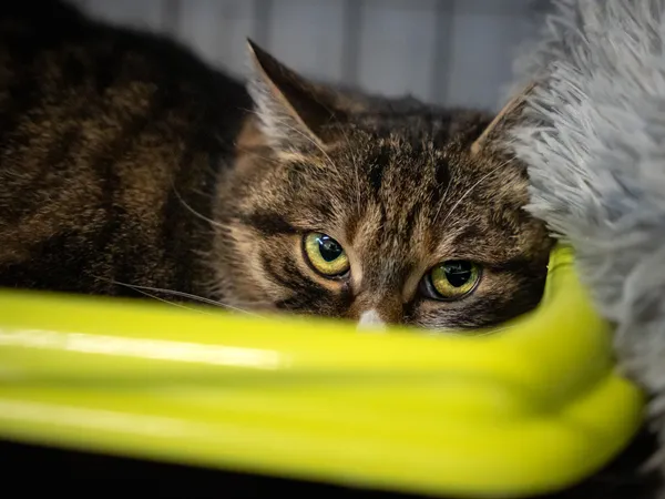 Znaleziono kota, Sosnowiec, 15 lutego 2025 (2/5)