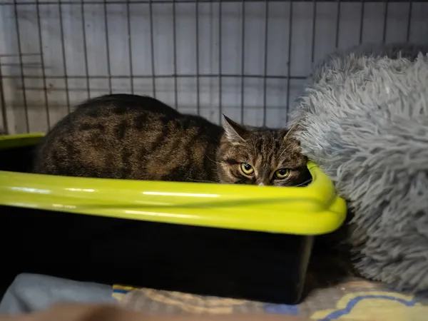 Znaleziono kota, Sosnowiec, 15 lutego 2025 (3/5)