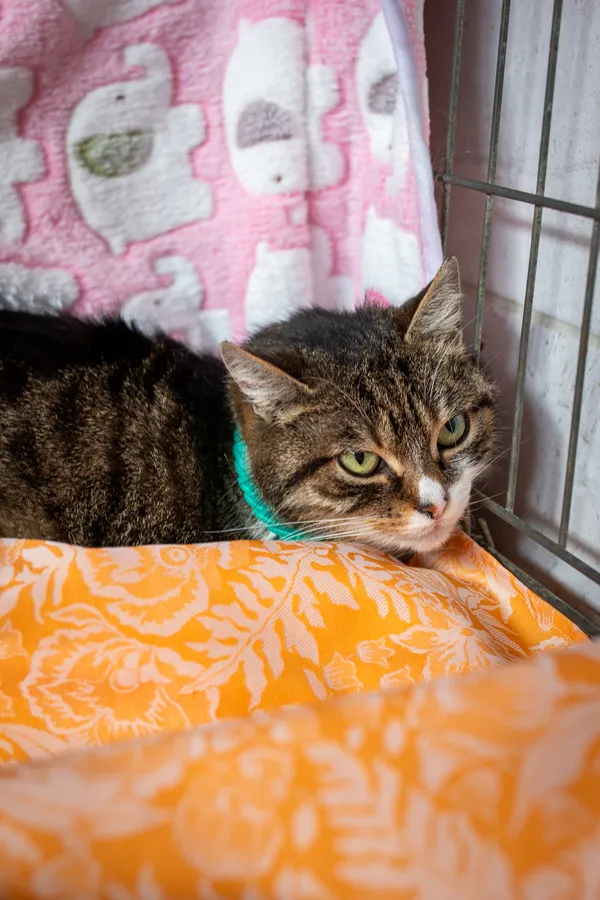 Znaleziono kota, Sosnowiec, 15 lutego 2025 (5/5)