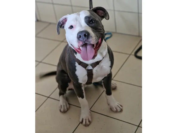 Pies do adopcji, Wrocław, 3 marca 2025