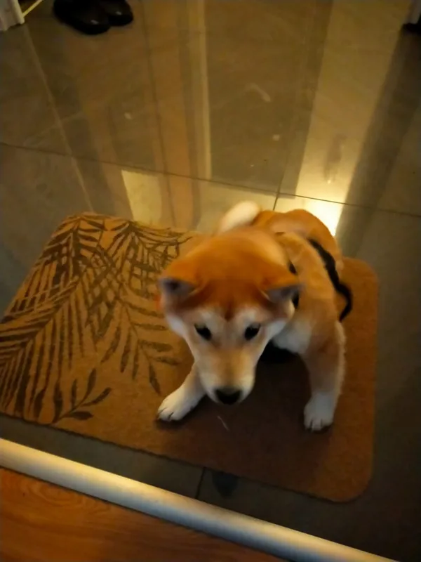 Zaginął pies, Łódź, 11 marca 2025