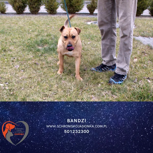 Pies do adopcji, Ciosny, 11 marca 2025