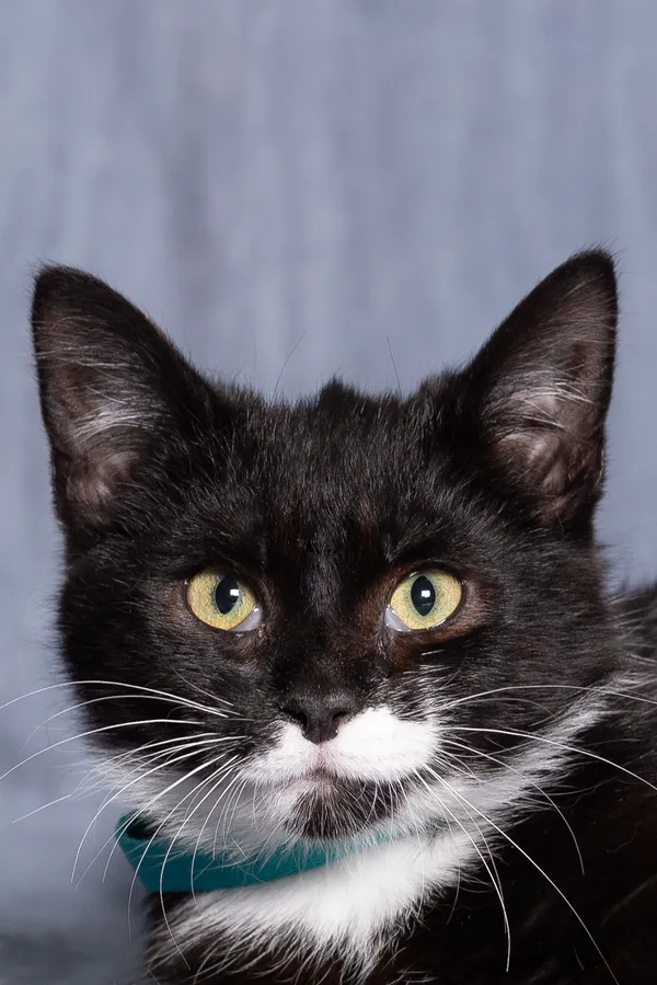 Kot do adopcji, Gdańsk, 6 lutego 2025