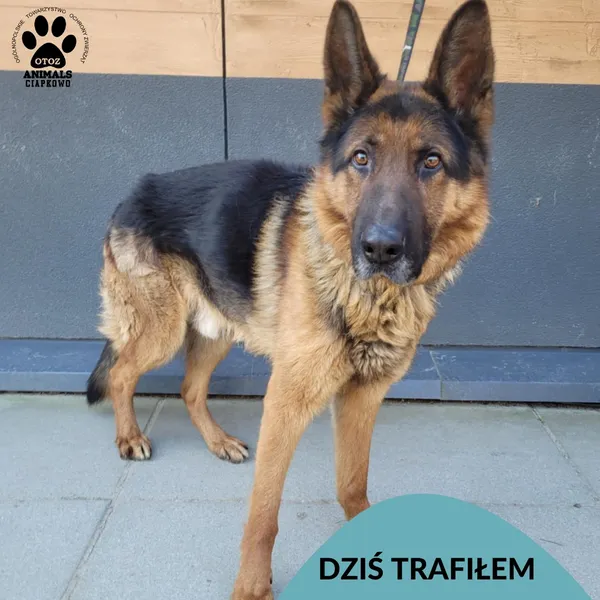 Znaleziono psa, Gdynia, 6 marca 2025