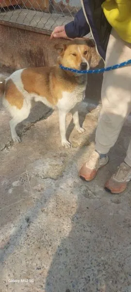 Znaleziono psa, Radom, 11 marca 2025