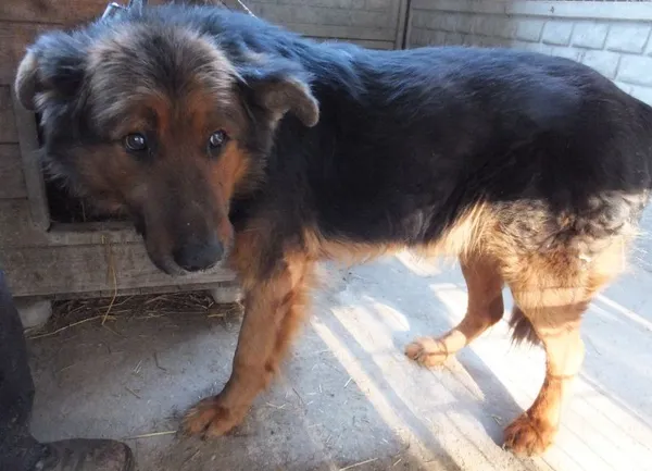 Znaleziono psa, Nowa Krępa, 5 marca 2025