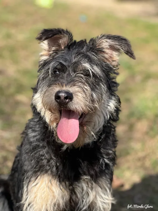 Pies do adopcji, Bydgoszcz, 11 marca 2025 (1/5)