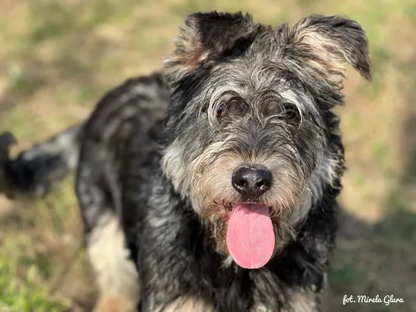 Pies do adopcji, Bydgoszcz, 11 marca 2025 (2/5)