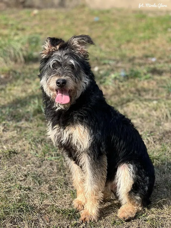 Pies do adopcji, Bydgoszcz, 11 marca 2025 (3/5)