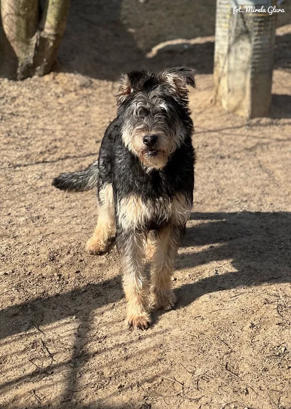 Pies do adopcji, Bydgoszcz, 11 marca 2025 (4/5)