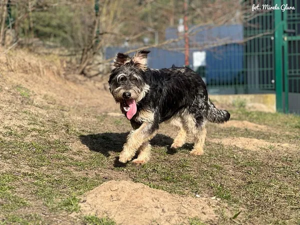 Pies do adopcji, Bydgoszcz, 11 marca 2025 (5/5)