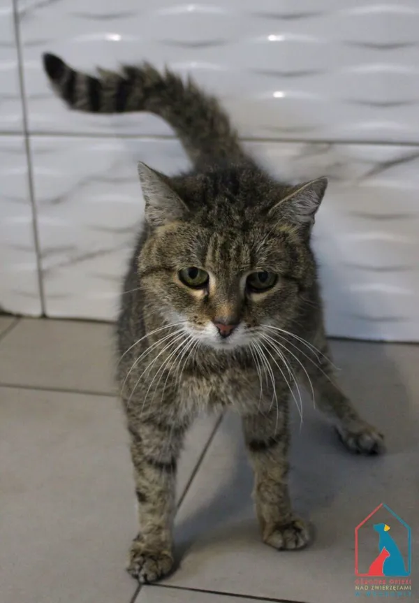 Kot do adopcji, Grudziądz, 27 lutego 2025