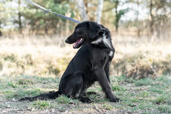 Pies do adopcji, Nowodwór, 11 marca 2025 (1/5)