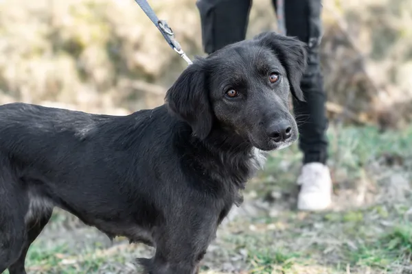 Pies do adopcji, Nowodwór, 11 marca 2025 (4/5)