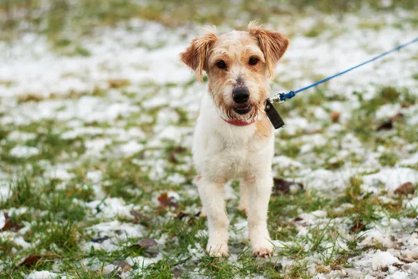 Pies do adopcji, Nowodwór, 11 marca 2025 (2/5)