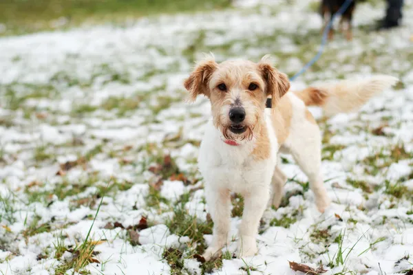 Pies do adopcji, Nowodwór, 11 marca 2025 (5/5)