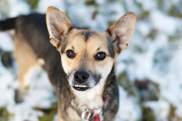 Pies do adopcji, Nowodwór, 11 marca 2025 (2/5)