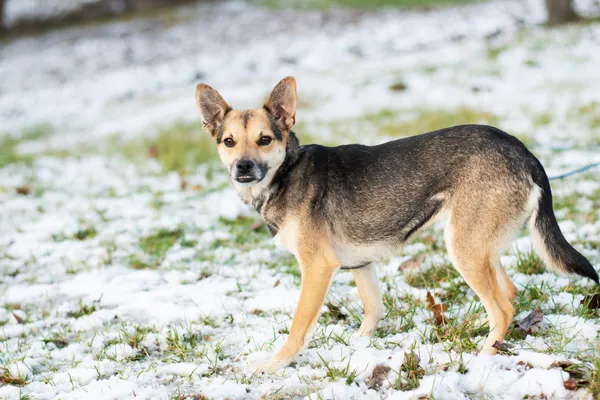 Pies do adopcji, Nowodwór, 11 marca 2025 (3/5)