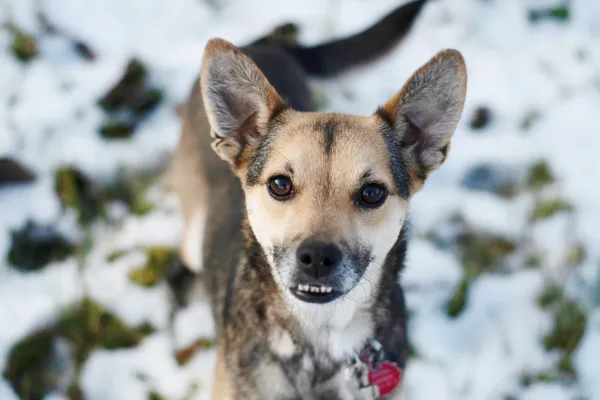 Pies do adopcji, Nowodwór, 11 marca 2025 (4/5)