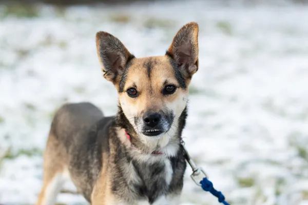 Pies do adopcji, Nowodwór, 11 marca 2025 (5/5)