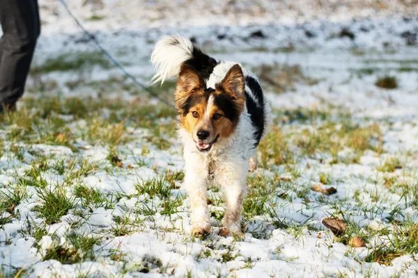 Pies do adopcji, Nowodwór, 11 marca 2025 (4/5)