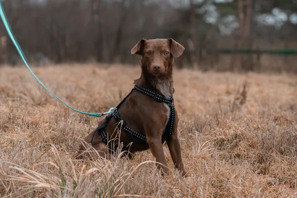 Pies do adopcji, Nowodwór, 11 marca 2025 (2/5)